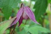 Clematis koreana 'Brunette'